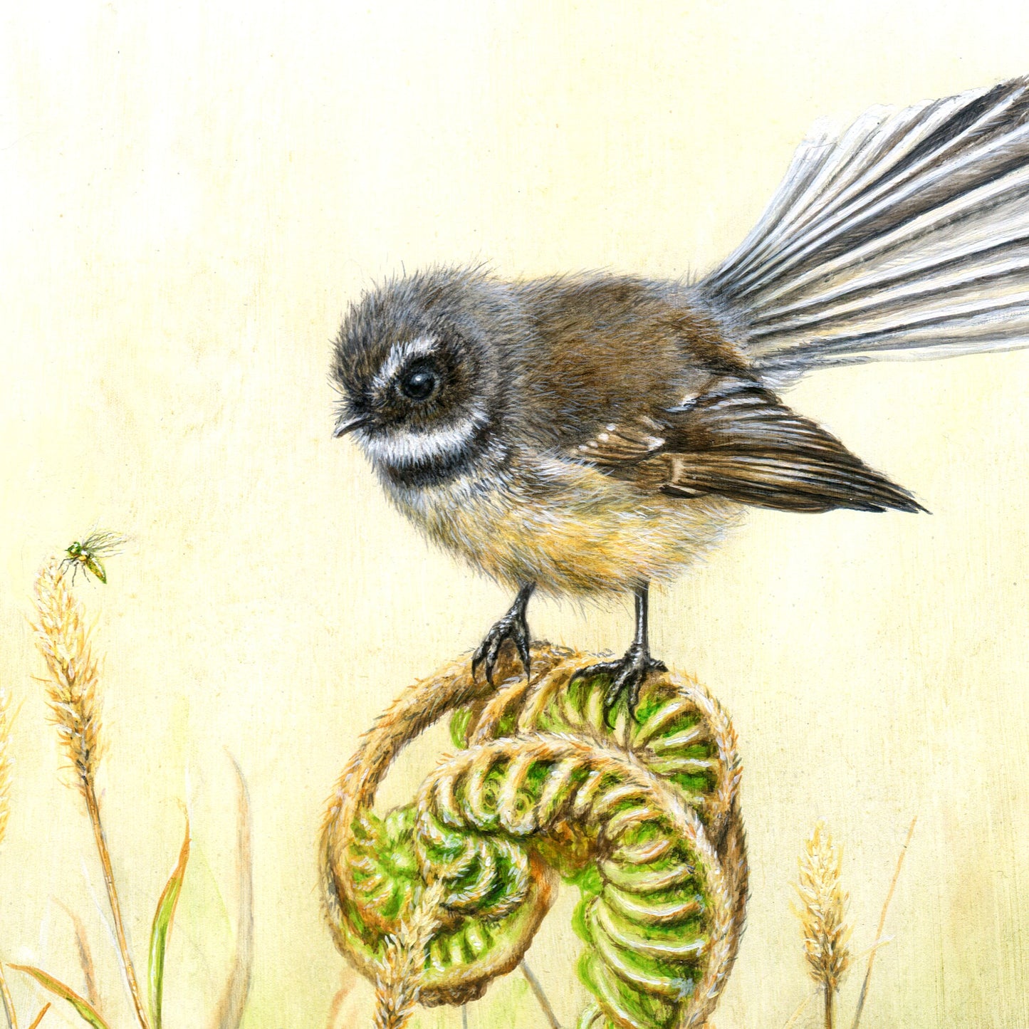 Fantail Print for Sale- Native Birds of NZ - Kiwiana Gifts