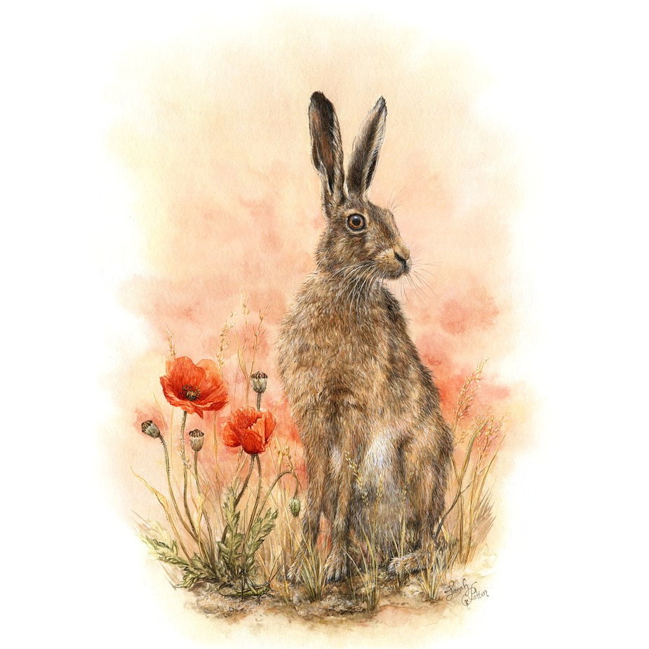 NZ Brown Hare & Red Poppies Wall Print - Animal Home Decor