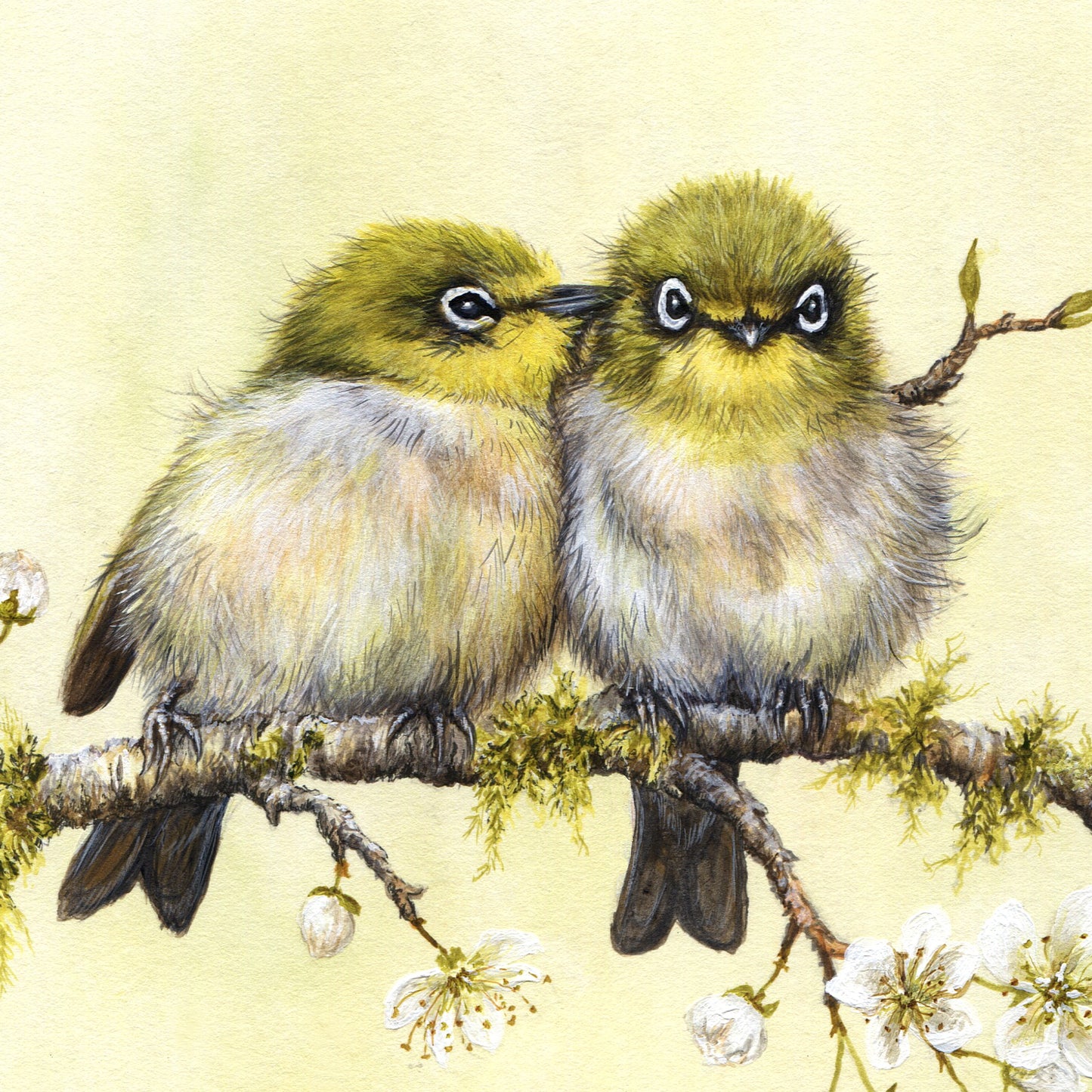Painting of New Zealand Silvereyes