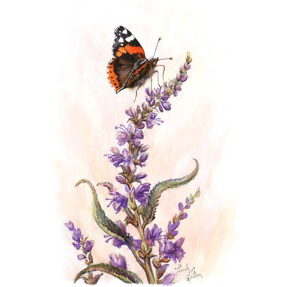 Red Admiral Butterfly & Salvia Painting