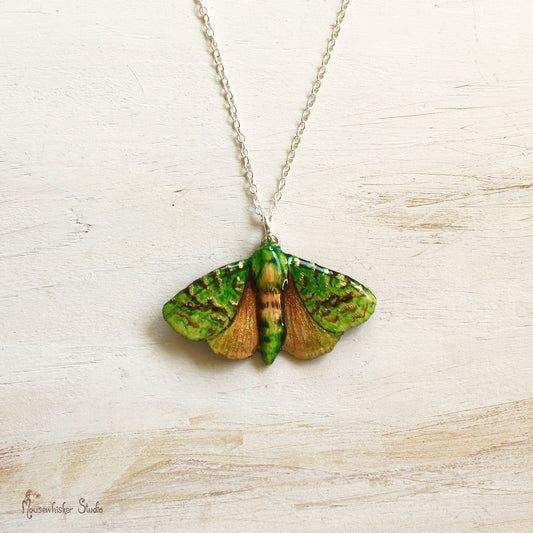 Puriri Moth