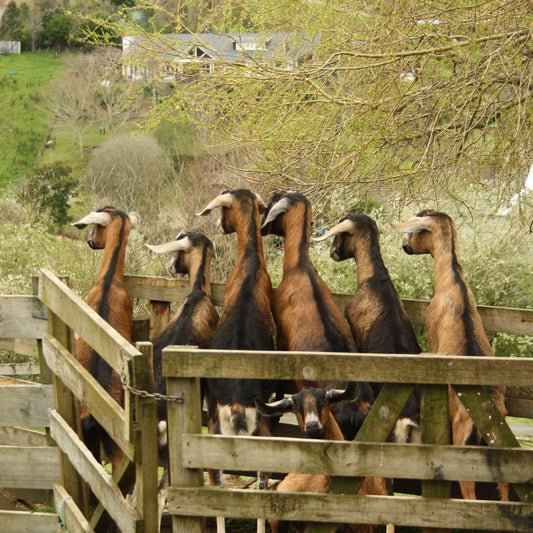 The Farmlet Nosey Parkers