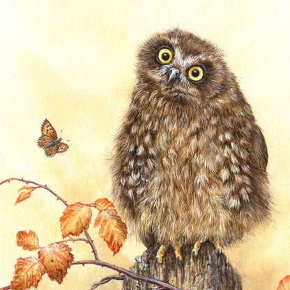 Ruru Wall Art for Sale Online - Native Bird Prints