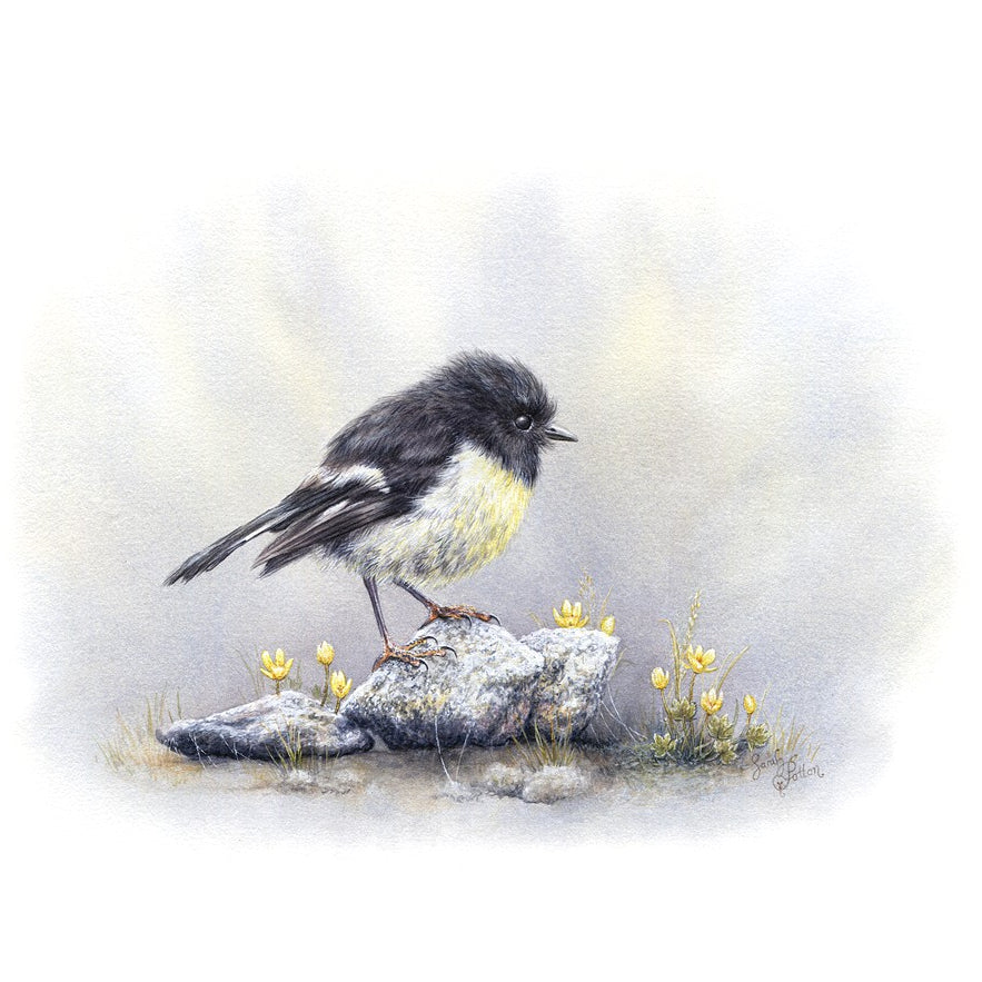 Art Print of South Island Tomtit & Native Buttercups - New Zealand Bird Artwork