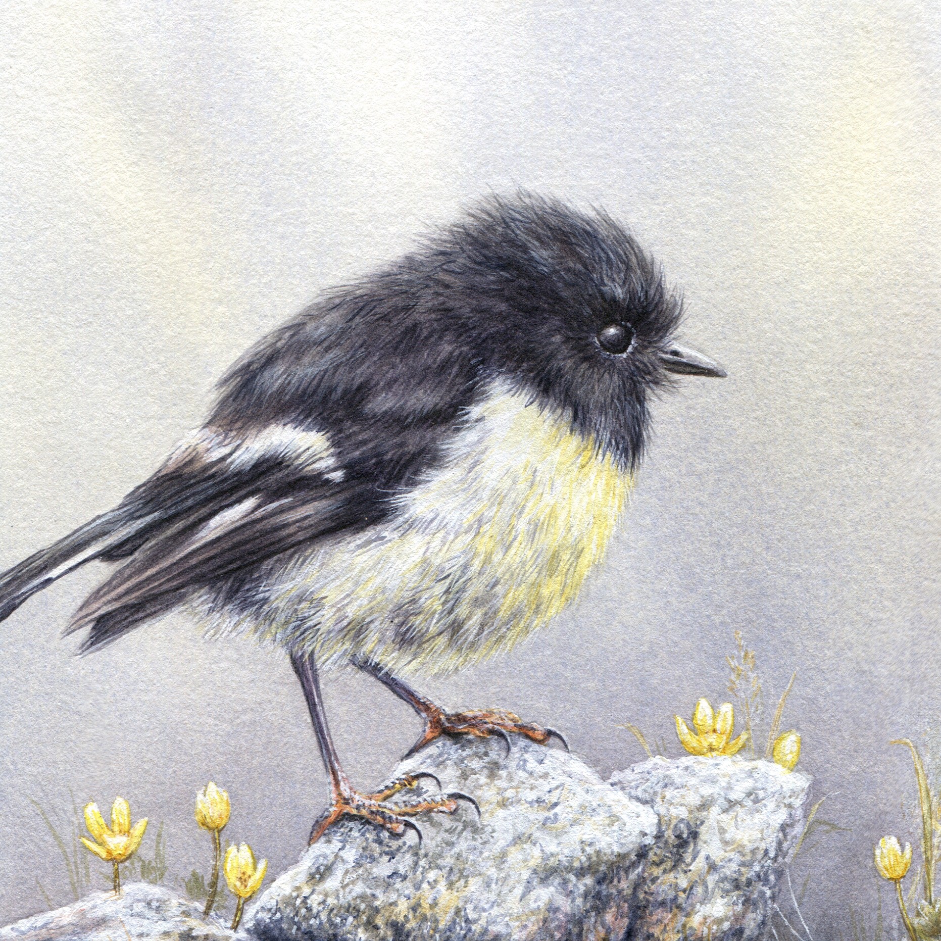 Tomtit Art Print - NZ Gift for Bird Lovers - Giclee Prints