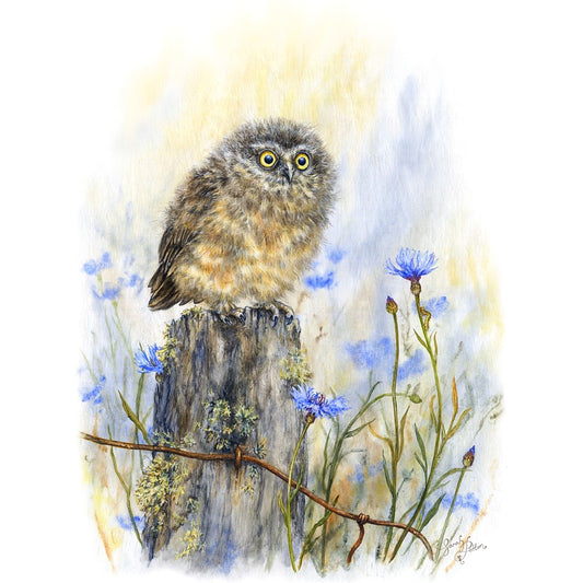 Morepork Owl - Ruru Art Prints for Sale by NZ Artist