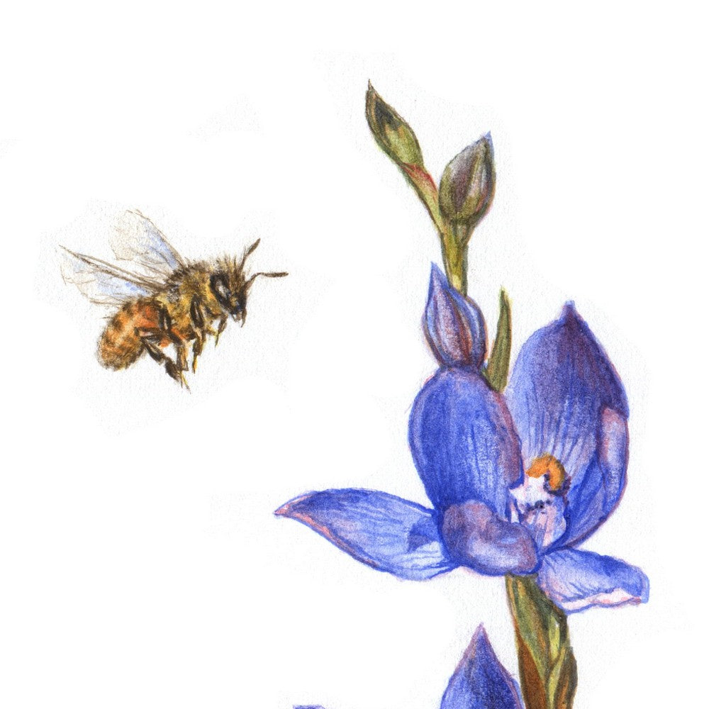 Original Painting - Bee & NZ Orchid Flowers