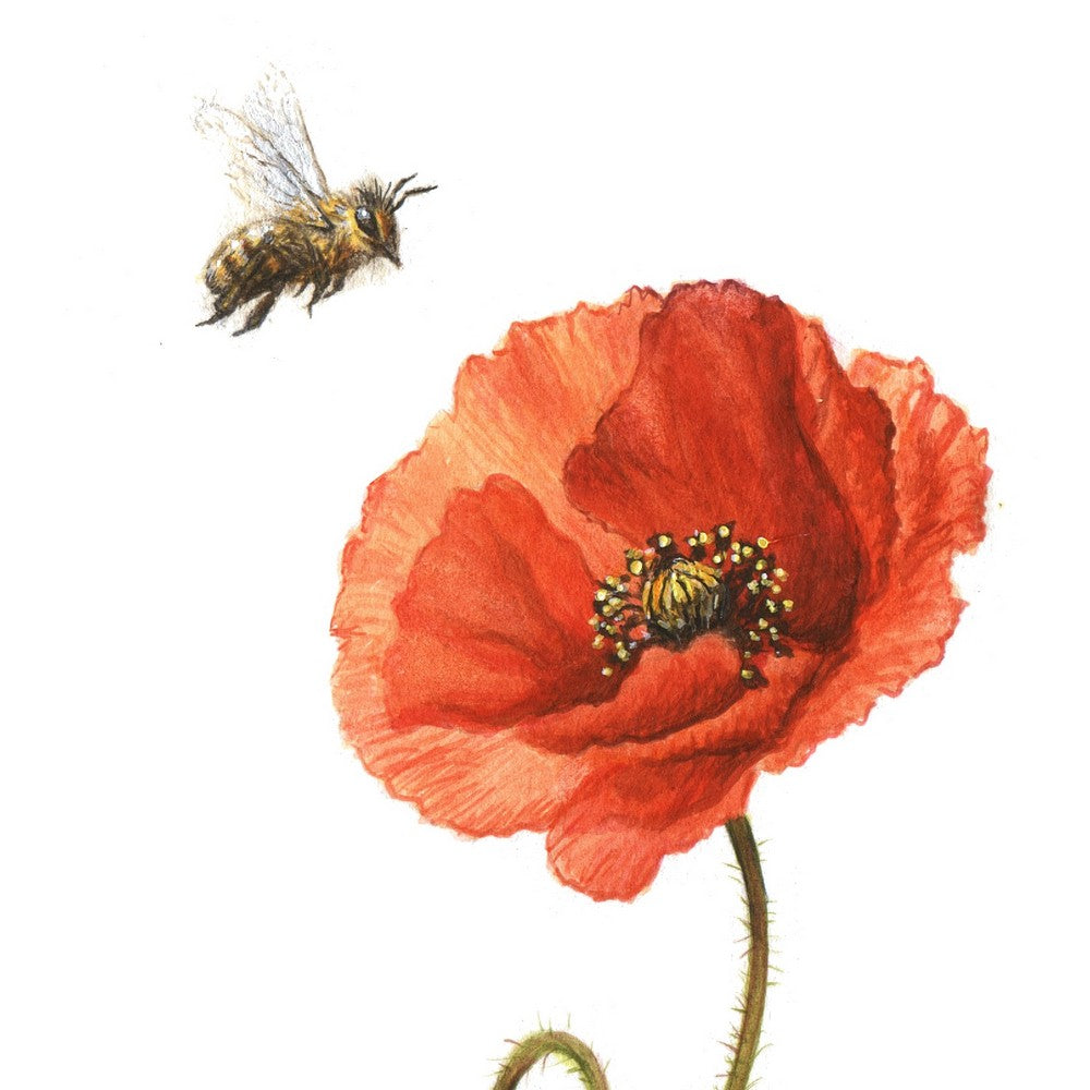 Original Painting - Red Poppy & Bee