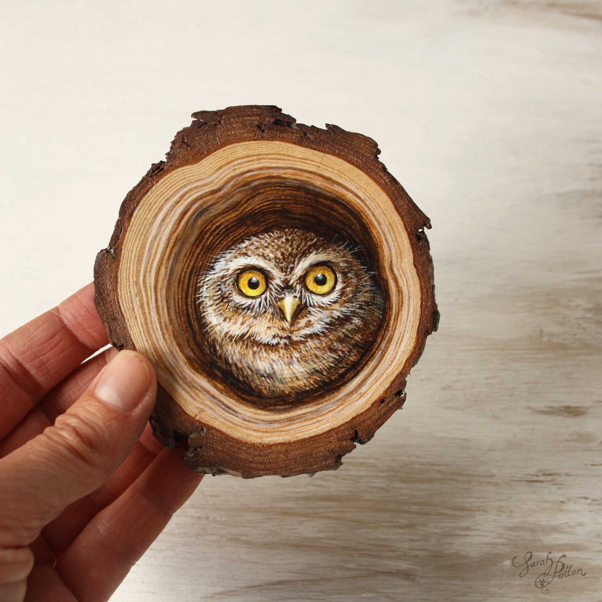 Little Owl Painting on Wood