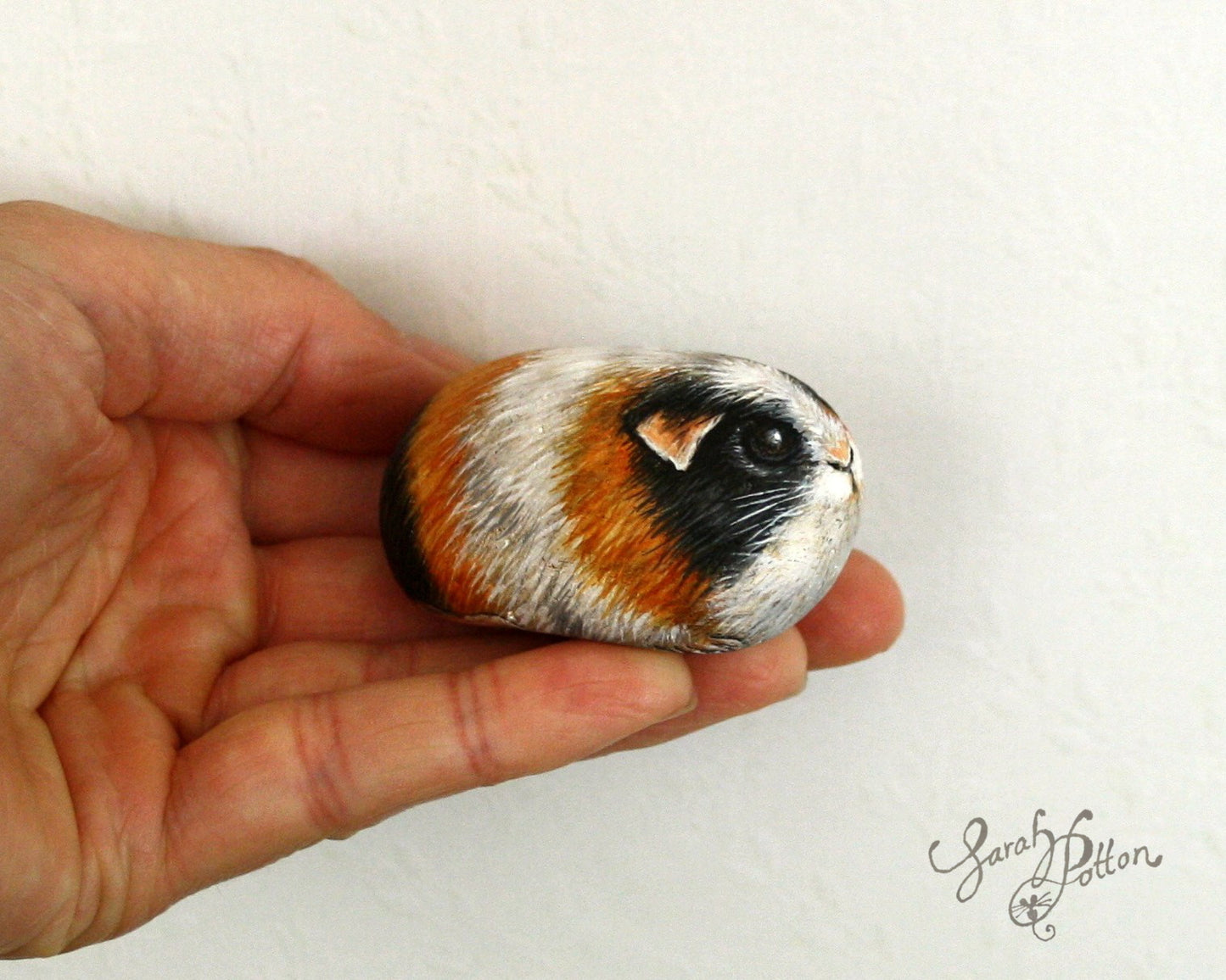 Painted Stone - Tricolour Guineapig