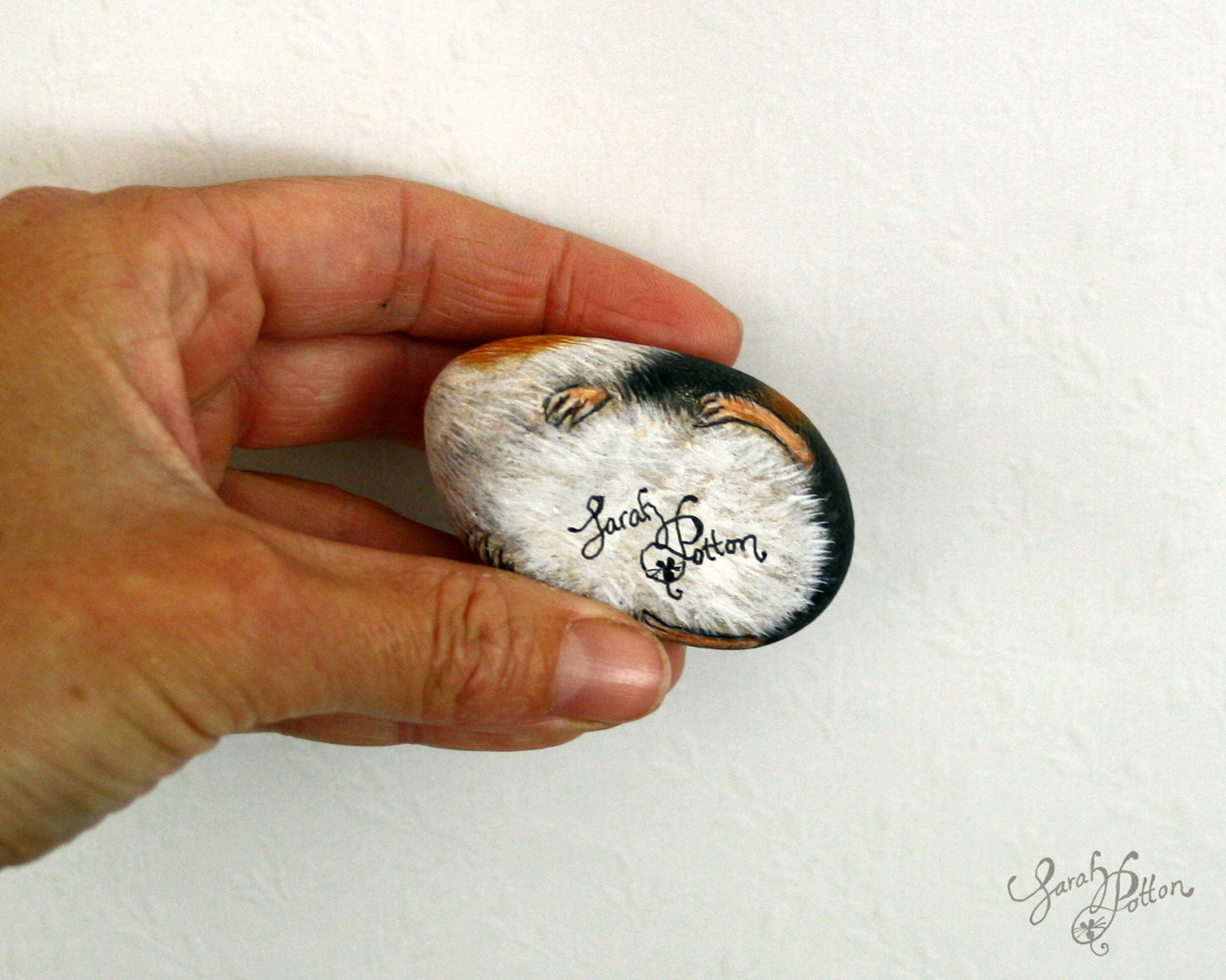 Painted Stone - Tricolour Guineapig
