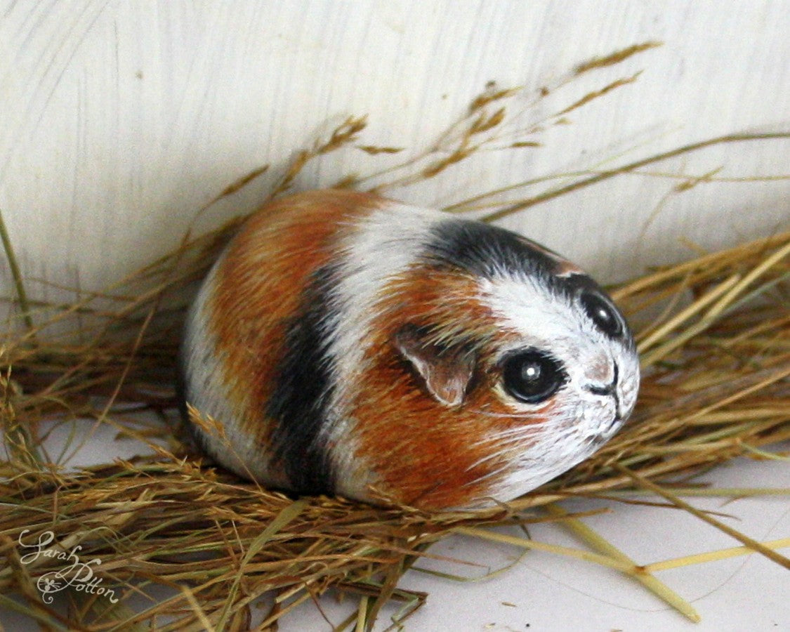 tricolour guinea pig rock art painting