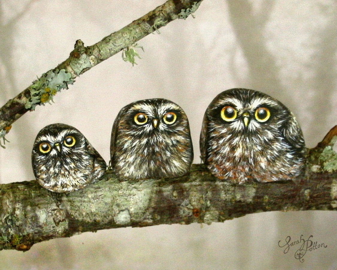 painted rocks nz morepork owls native birds