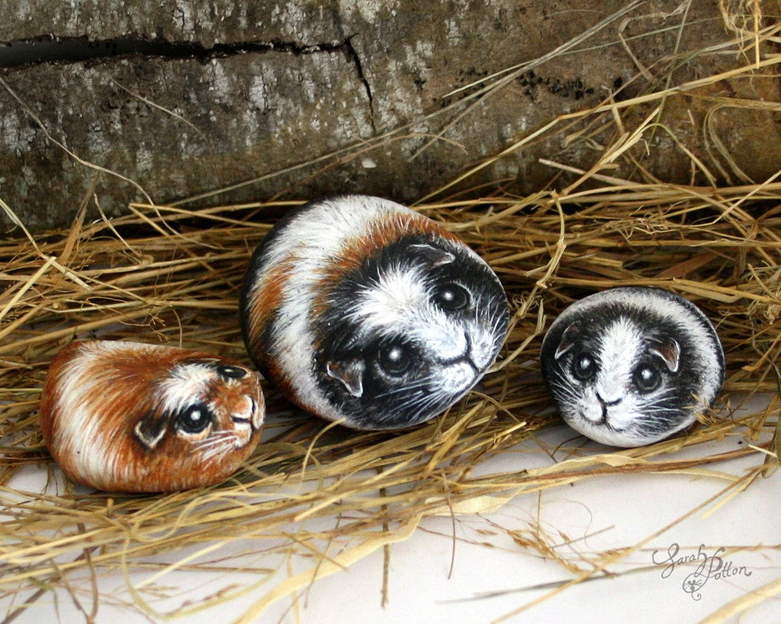 guinea pig painted rocks animal art