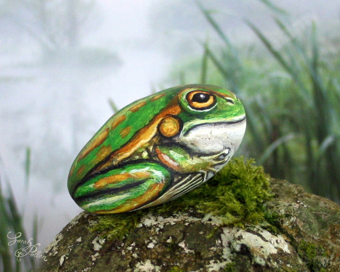 green and golden bell frog nz painted rock