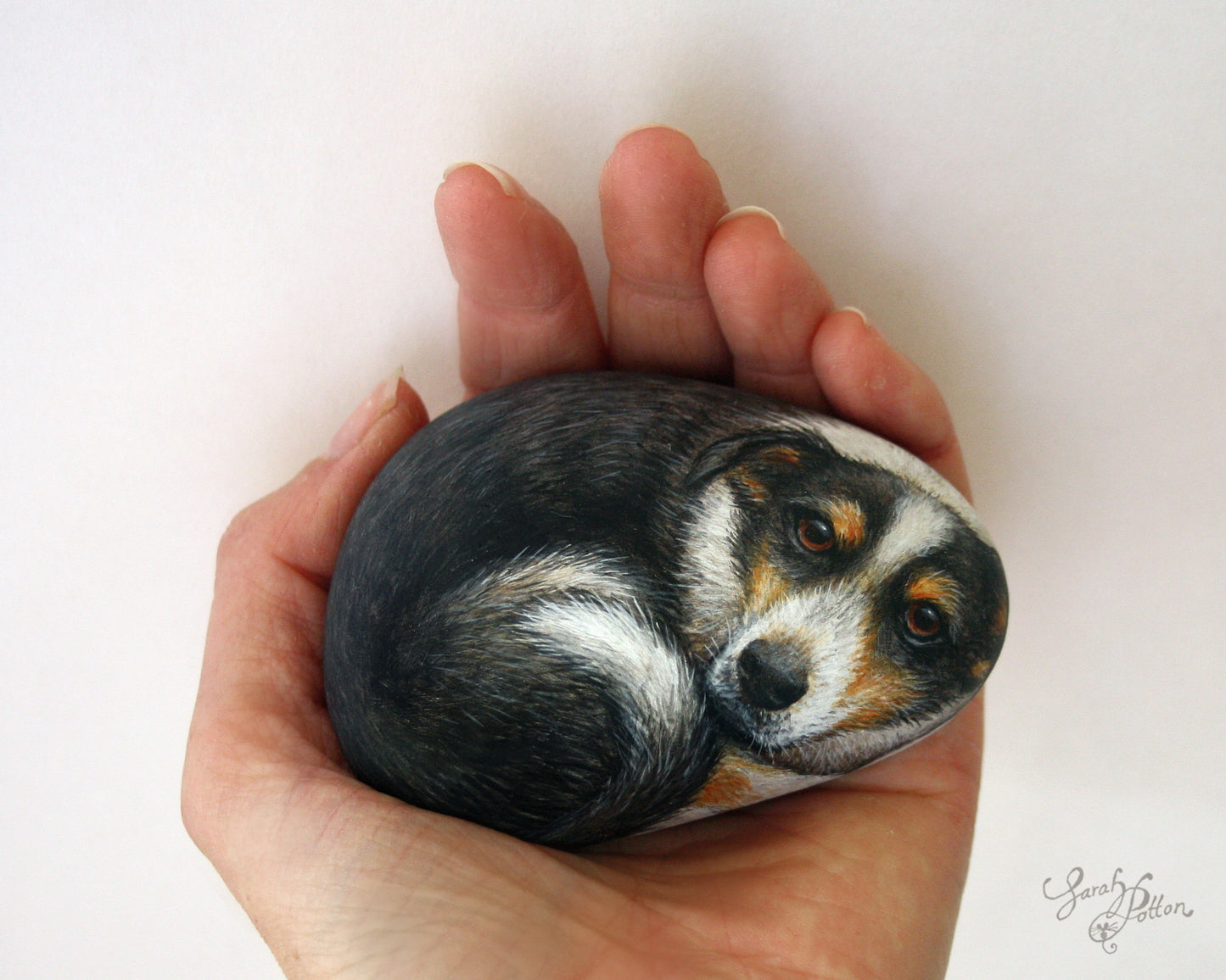 Painted Rock - Tricolour Border Collie Dog