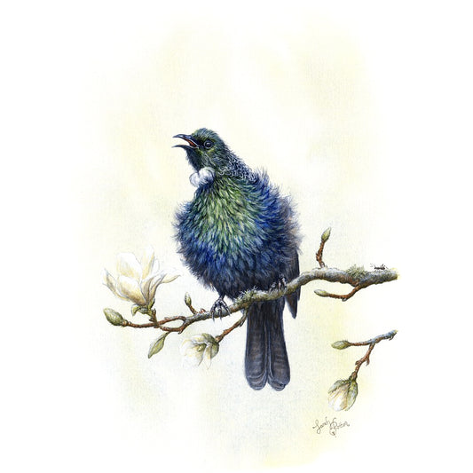 Tui Art - NZ Native Bird Prints for Sale
