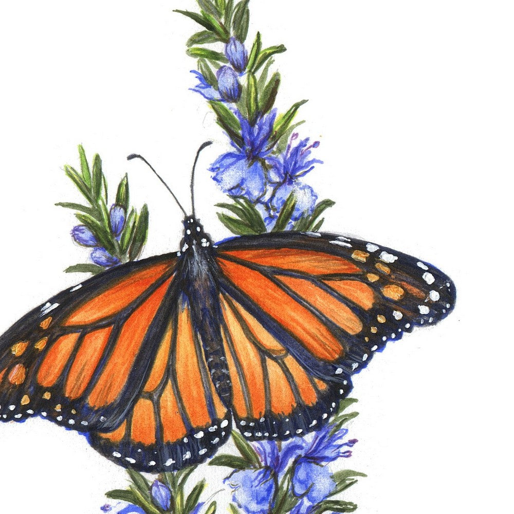 Original Painting - Monarch Butterfly & Rosemary