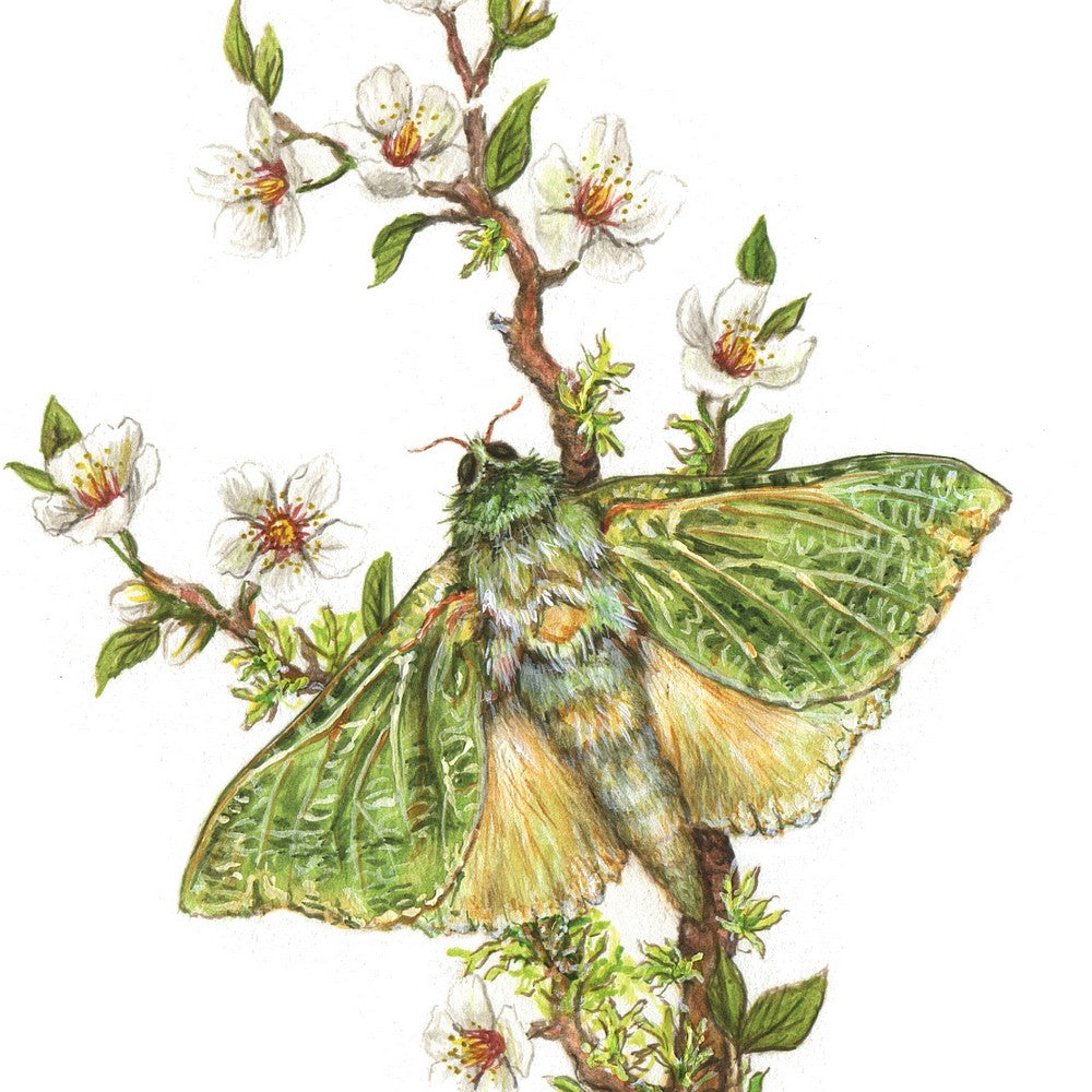 Original Painting - NZ Puriri Moth