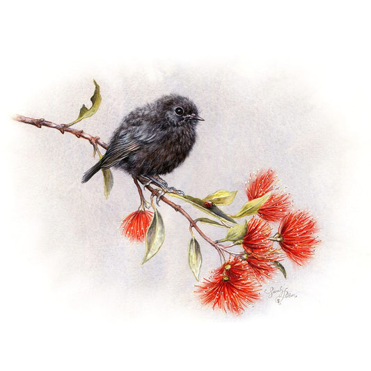 NZ Black Robin & Pohutukawa Prints for Sale - Kiwiana Decor
