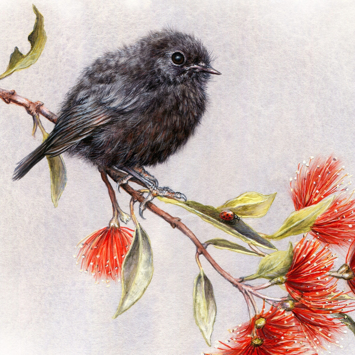Black Robin & Pohutukawa - NZ Painting for Sale - Kiwiana Art ...