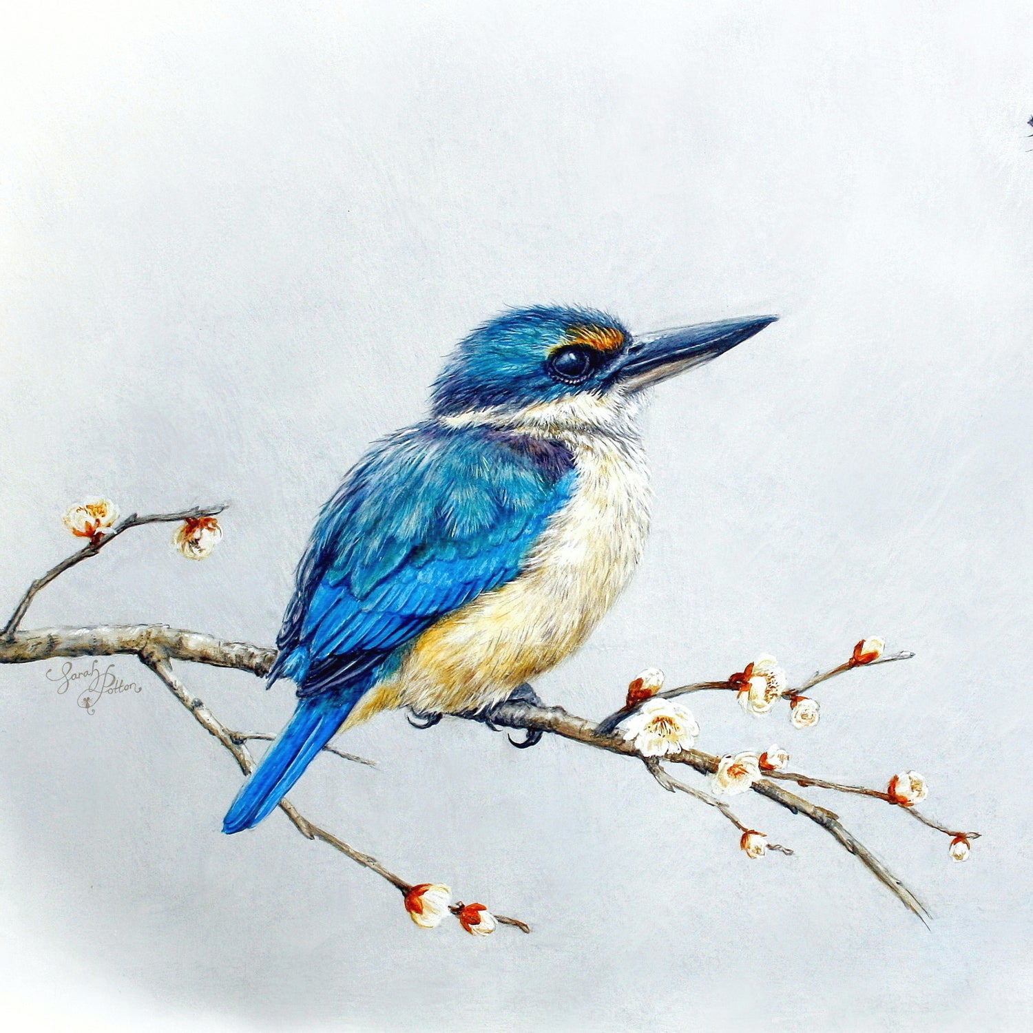 Kingfisher & Dragonfly Print - NZ Bird Decor - Blue Wall Art