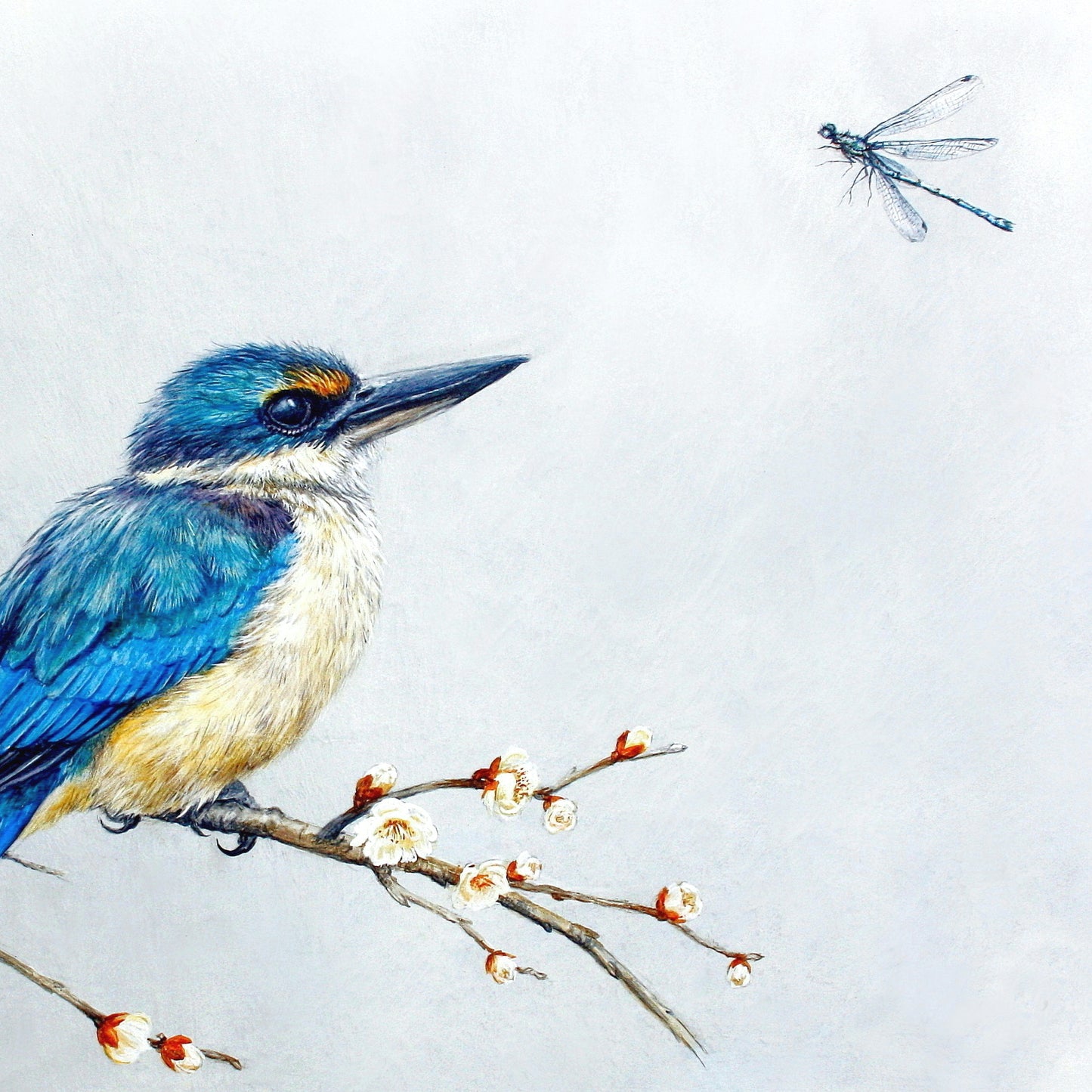 Kingfisher Art - NZ Prints for Sale Online - Native Bird Illustration