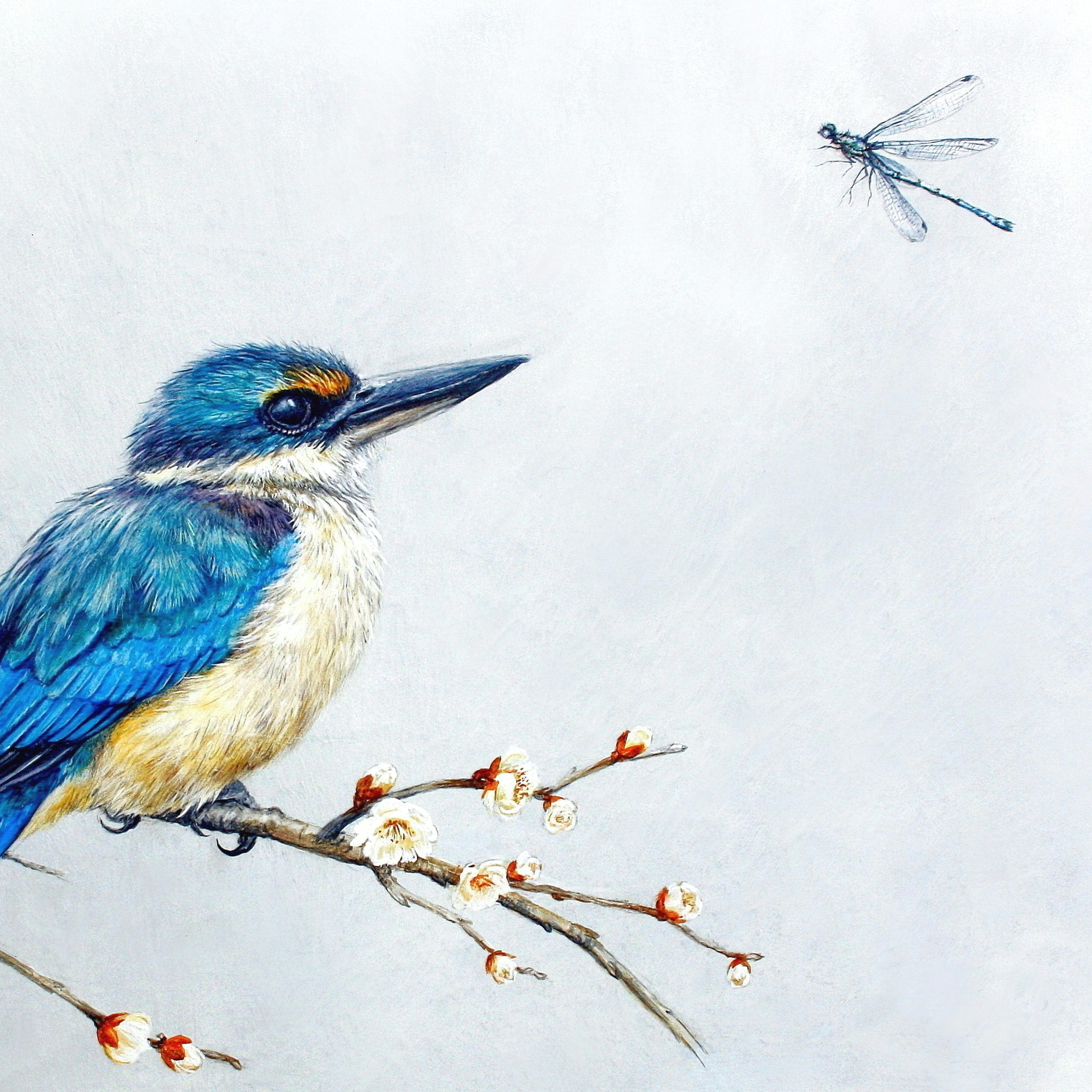Kingfisher Art - NZ Prints for Sale Online - Native Bird Illustration