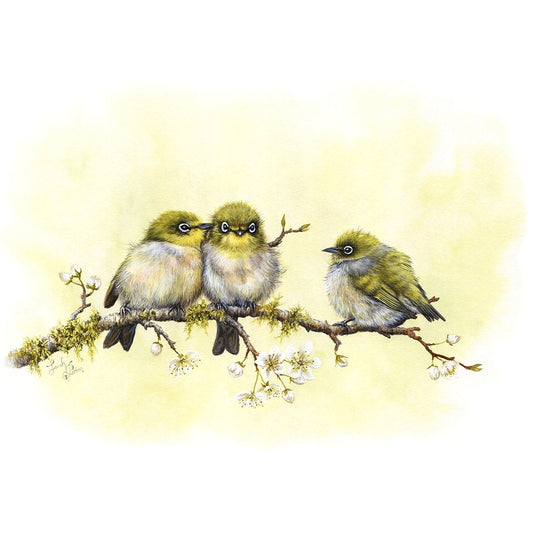 Silvereye Art Print - NZ Waxeye Birds - Home Wall Decor