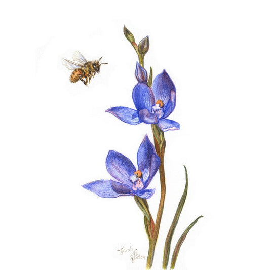 Original Painting - Bee & NZ Orchid Flowers