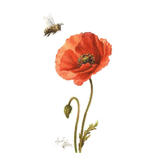 Original Painting - Red Poppy & Bee