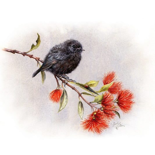NZ Black Robin & Pohutukawa Prints for Sale - Kiwiana Decor