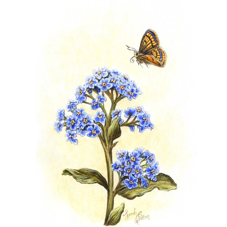 Original Painting - Chatham Island Forget-me-not & Butterfly