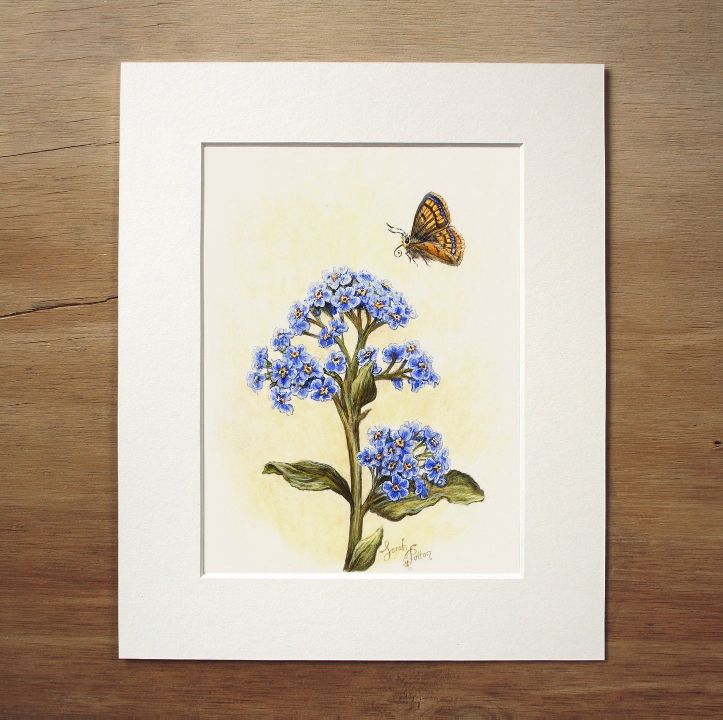 Original Painting - Chatham Island Forget-me-not & Butterfly