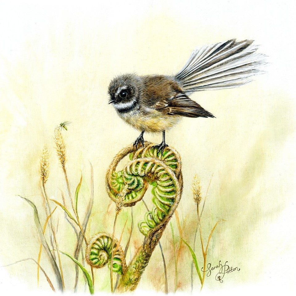 Bird Art Prints for Sale Online in NZ