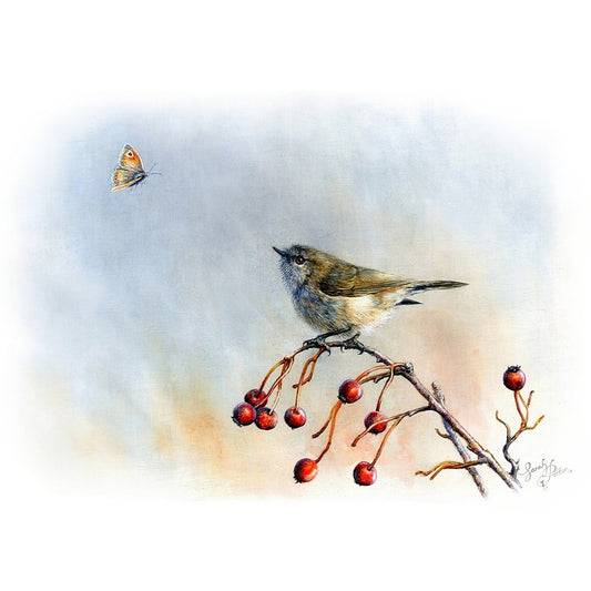Grey Warbler Fine Art Print - NZ Bird Artwork
