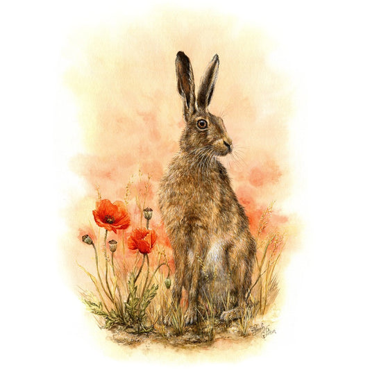NZ Brown Hare & Red Poppies Wall Print - Animal Home Decor