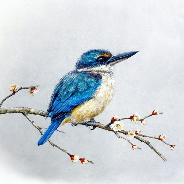 Bird Paintings - Original New Zealand Art
