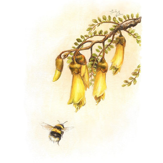 NZ Kowhai Flower Art - Botanical Prints