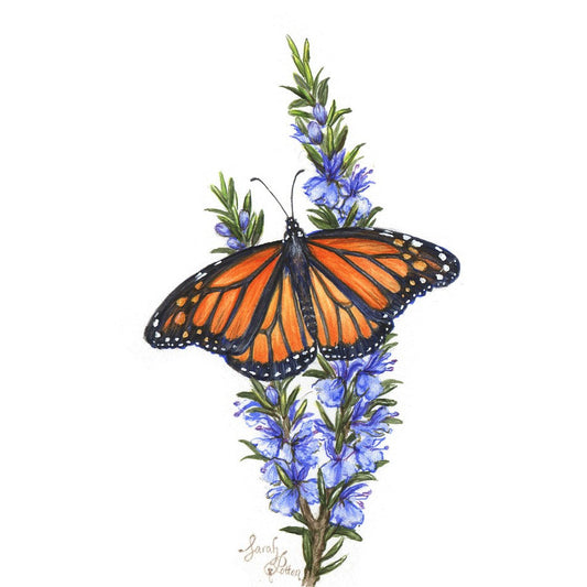 Original Painting - Monarch Butterfly & Rosemary