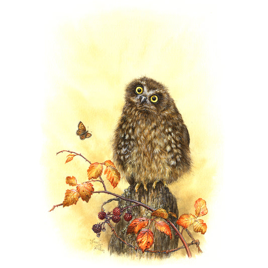 Art Print of NZ Morepork Owl