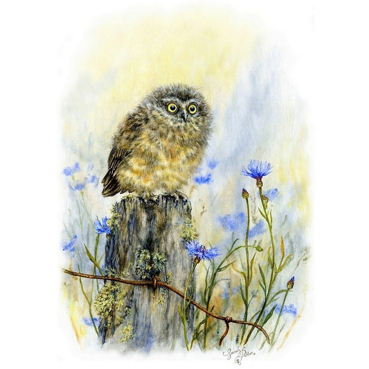 Morepork Owl - Native NZ Bird Artwork