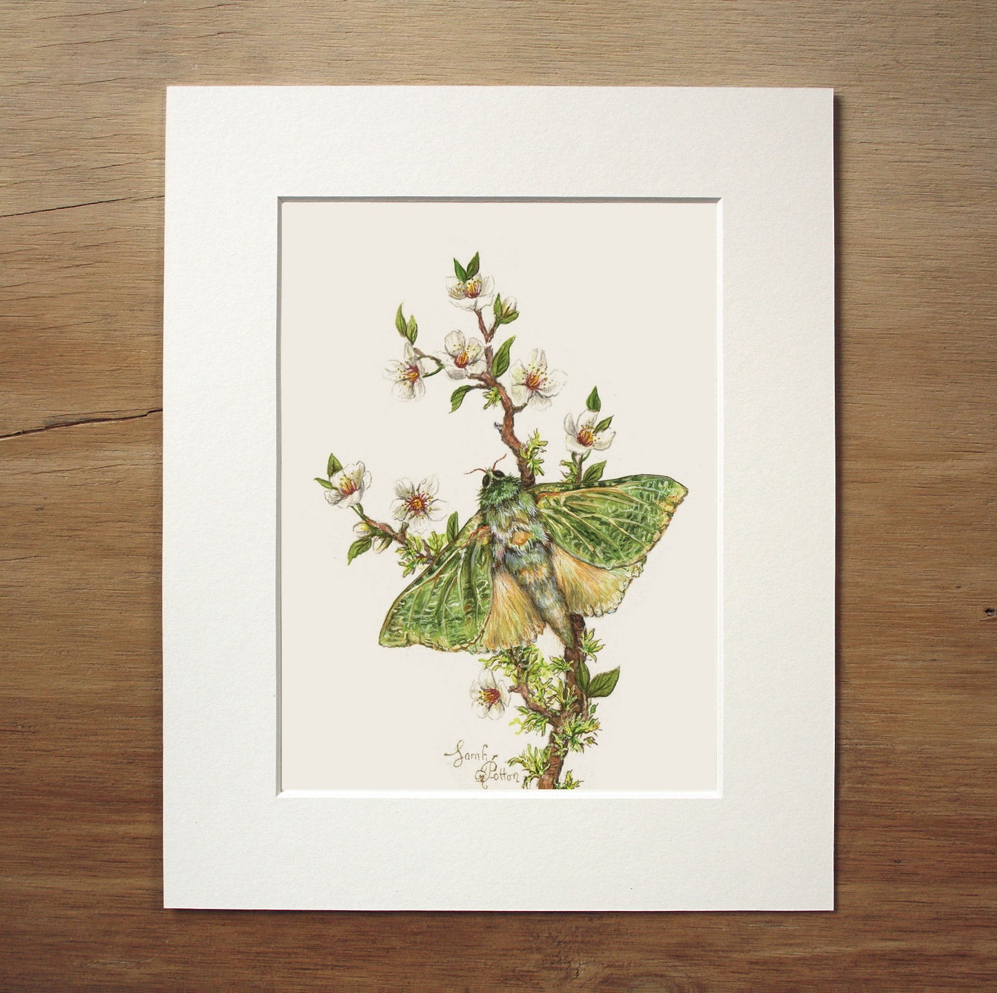 Original Painting - NZ Puriri Moth