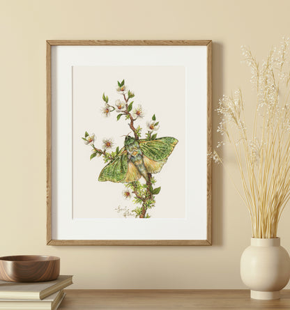 Original Painting - NZ Puriri Moth
