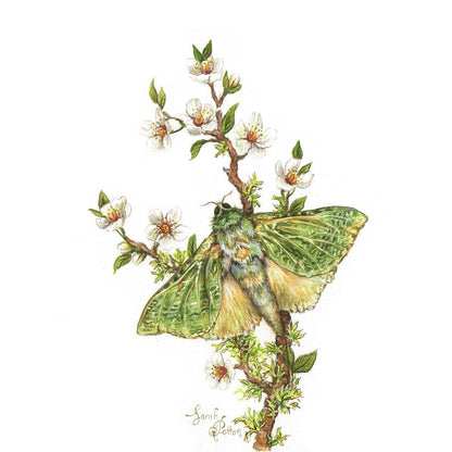 Original Painting - NZ Puriri Moth