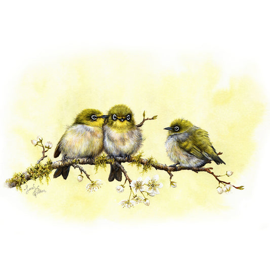 Silvereye Art Print - NZ Waxeye Birds - Home Wall Decor