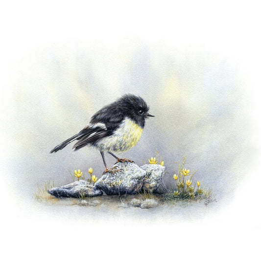 Art Print of South Island Tomtit & Native Buttercups - New Zealand Bird Artwork